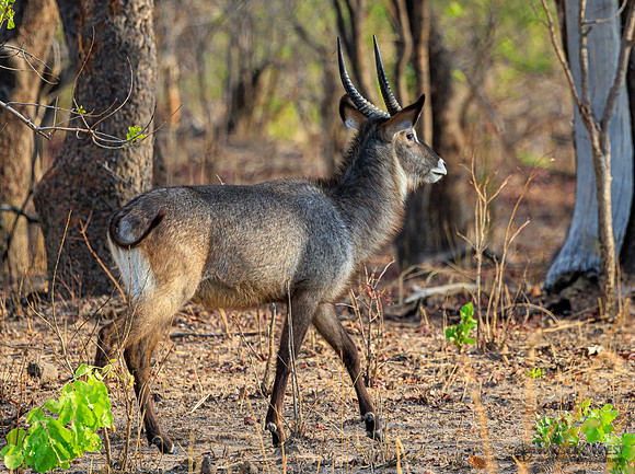 Defassa Waterbuck