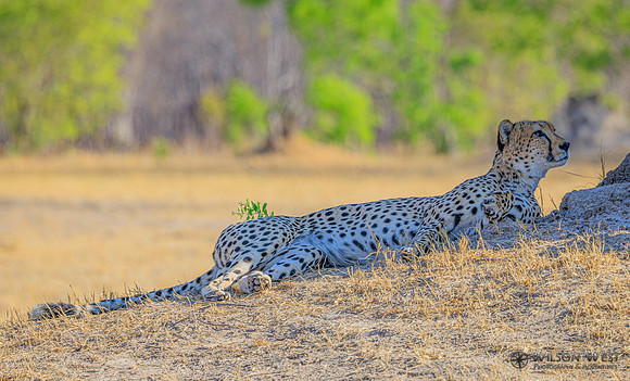 Cheetah
