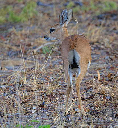 Steenbok