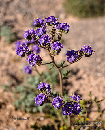 Phaecelia