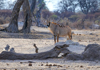 Roan Antelope