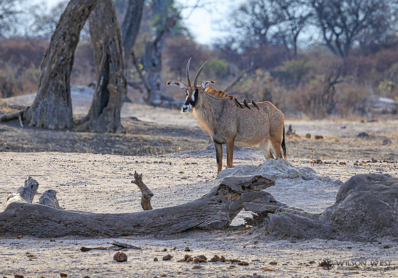 Roan Antelope