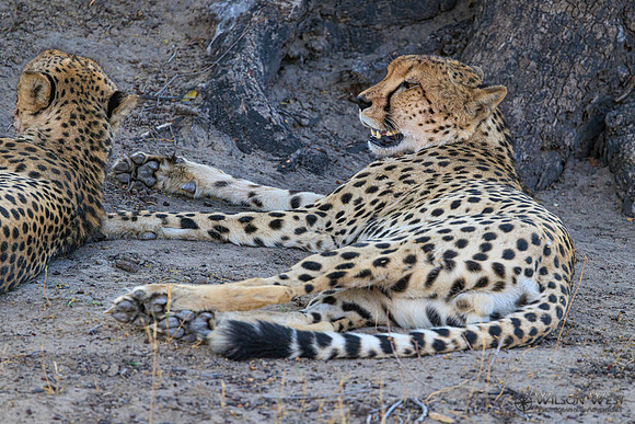 Cheetah