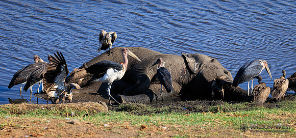 White-backed Vulture, Marabou Stork