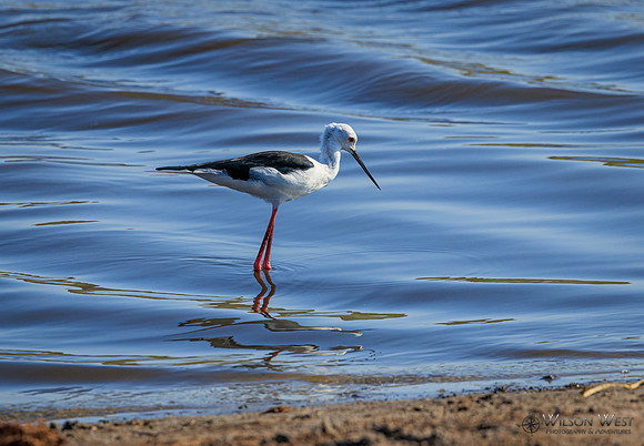 Black-winged Stilt