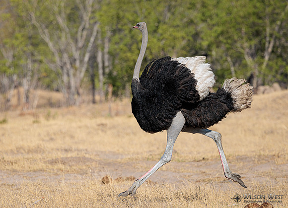 Ostrich