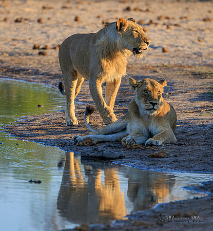 Lion