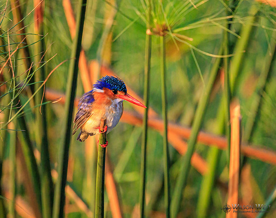 Malachite Kingfisher