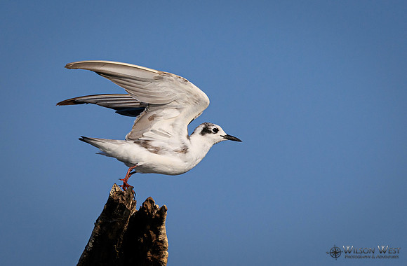 Whiskered Tern
