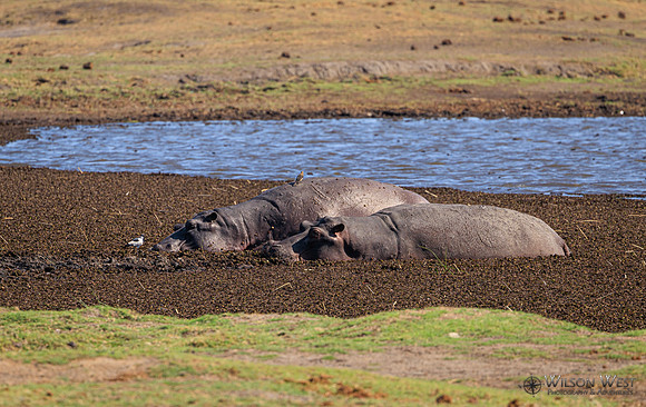 Hippopotamus