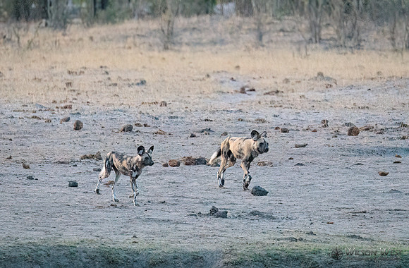 African Wild Dog