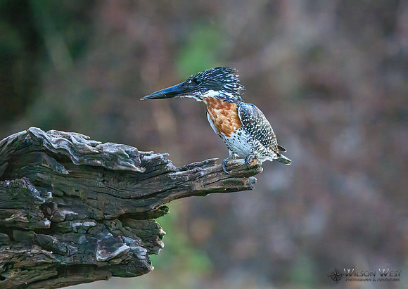 Giant Kingfisher