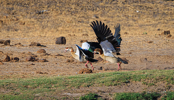 Egyptian Goose