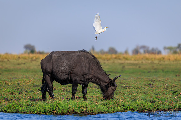 Cape Buffalo, Cattle Egret