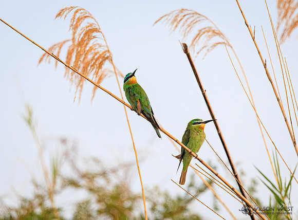 Blue-cheeked Bee-eater