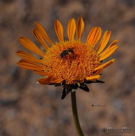 Sunray