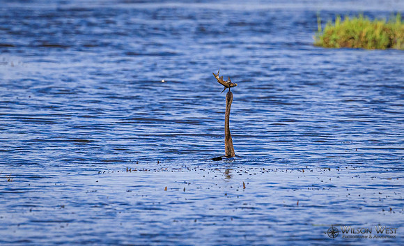 African Darter