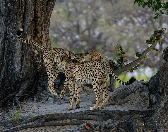 Cheetah