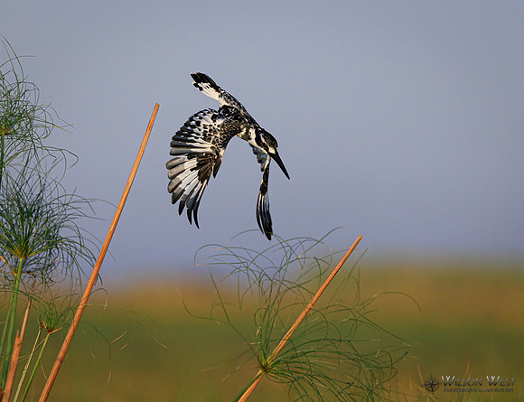 Pied Kingfisher
