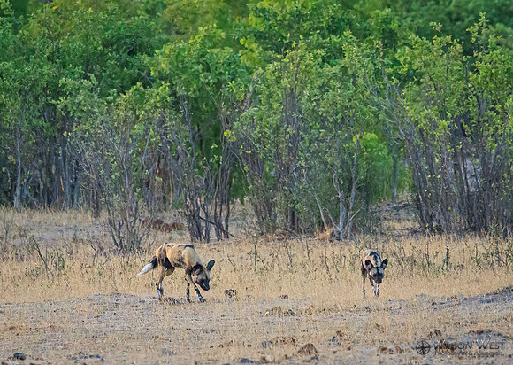 African Wild Dog