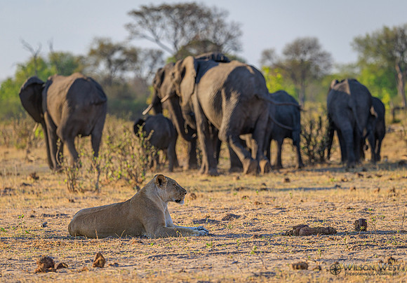 Lion, Elephant