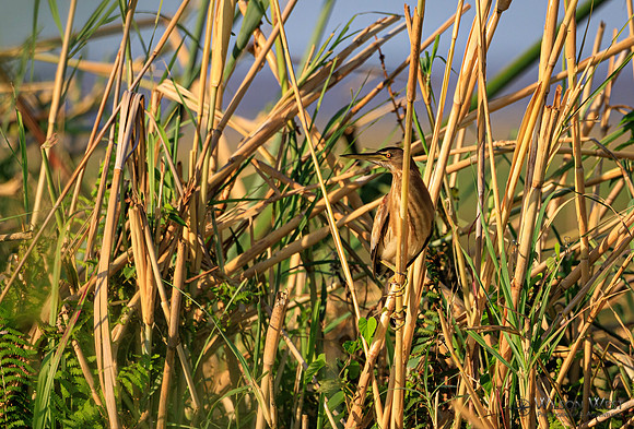 Little Bittern