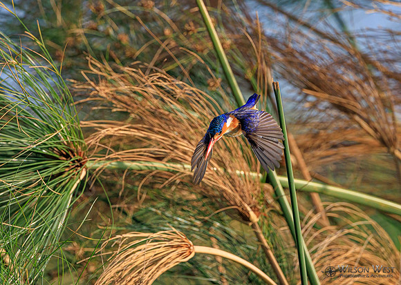 Malachite Kingfisher