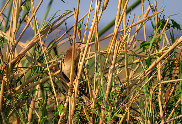 Little Bittern