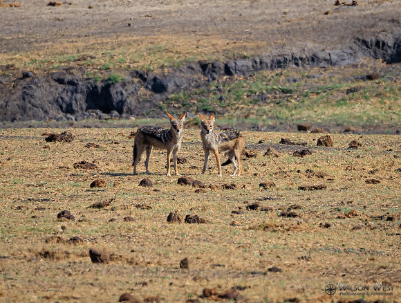Black-backed Jackal