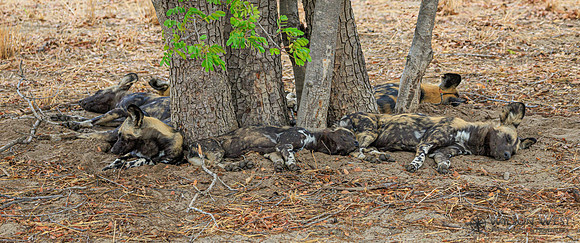 African Wild Dog