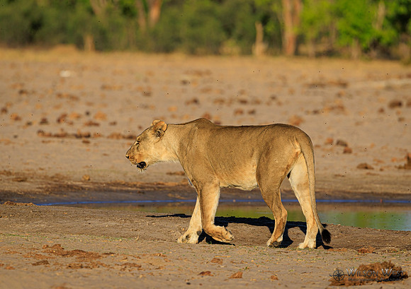 Lion