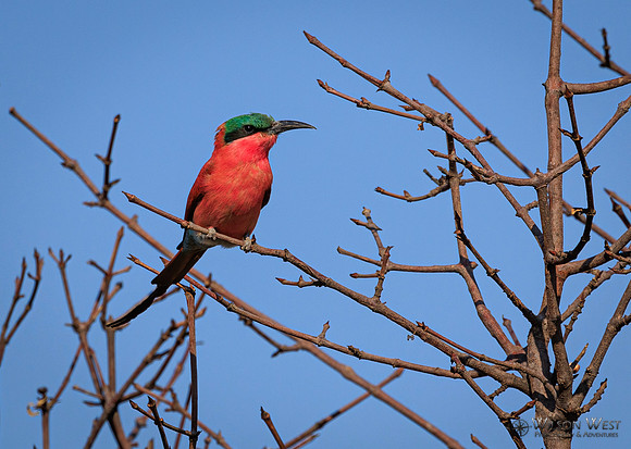 Carmine Bee-eater