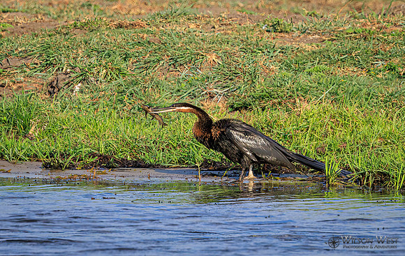 African Darter
