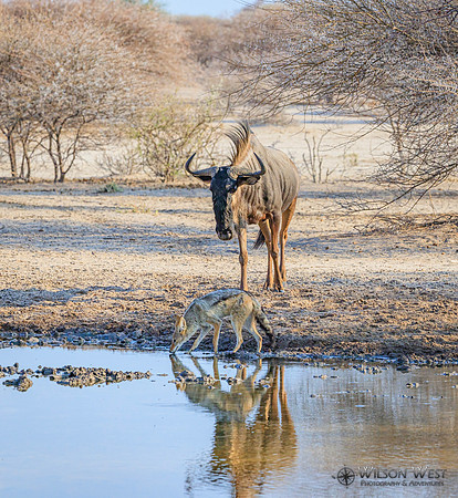 Blue Wildebeest, Black-backed Jackal