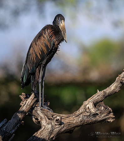 Openbill Stork