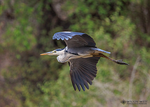 Gray Heron