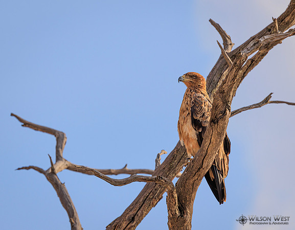 Tawny Eagle
