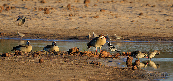 Blacksmith Lapwing, Collared Mourning Dove, Egyptian Goose, Red-billed Teal