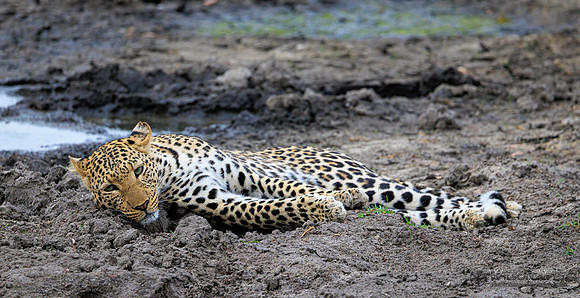 Leopard