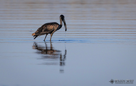 Openbill Stork