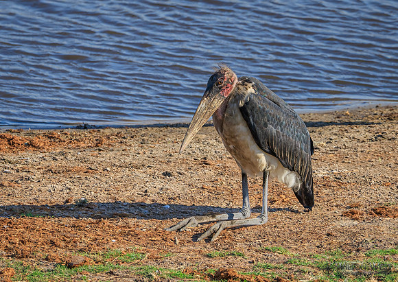 Marabou Stork