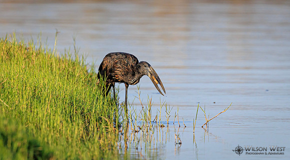 Openbill Stork