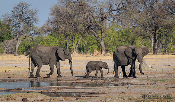 Elephant