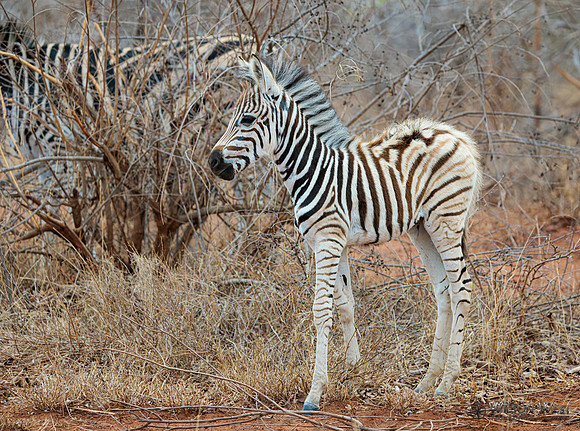 Burchell's Zebra