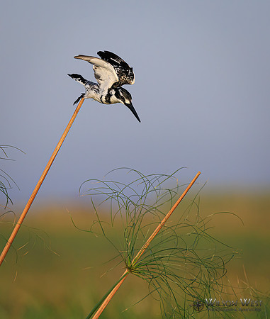 Pied Kingfisher