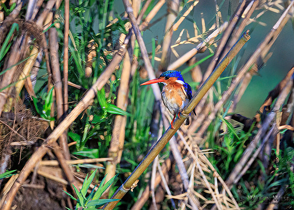 Malachite Kingfisher