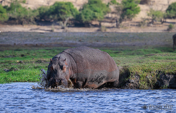 Hippopotamus