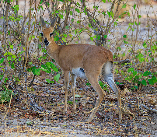 Steenbok