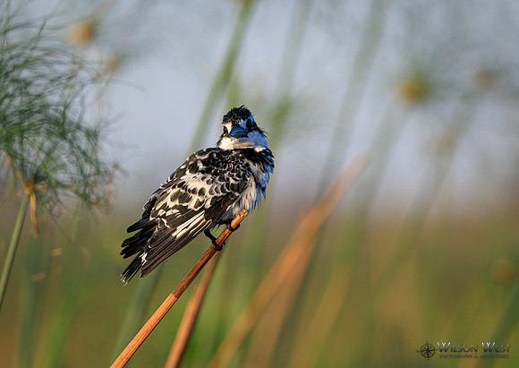 Pied Kingfisher