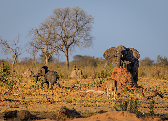 Lion, Elephant